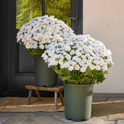 💥Last Day 70% OFF🌼- Artificial Outdoor Sunset Mums Flowers - UV resistant, Waterproof, Windproof